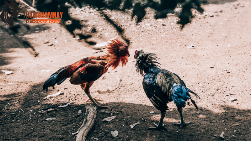 Những giá trị cốt lõi của Thomodagahomnay.net